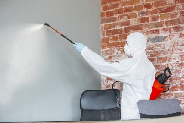 Best Attic Mold Removal  in Wells, NV