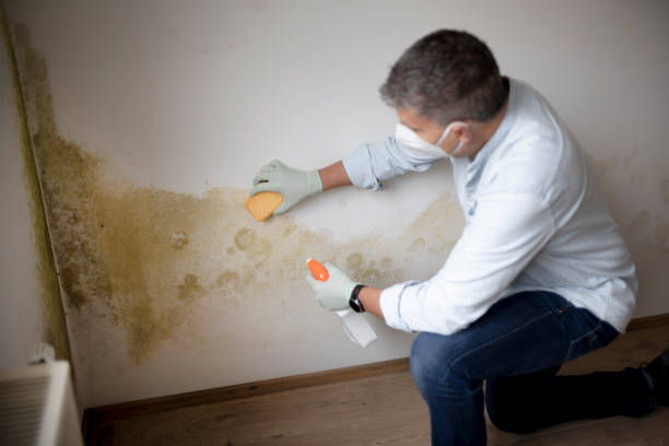 Best Environmental Consulting for Mold Prevention  in Wells, NV